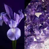 کرم روز لیفتینگ Royal Velvet اوریفلیم SPF20 – کرم ضد چروک ۴۰+ در بستهبندی شیشهای با عصاره زنبق